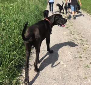 Hundebegegnungsgruppe
