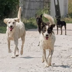 Strassenhunde