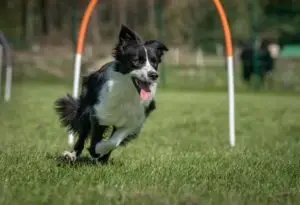 Hoopers Border Collie