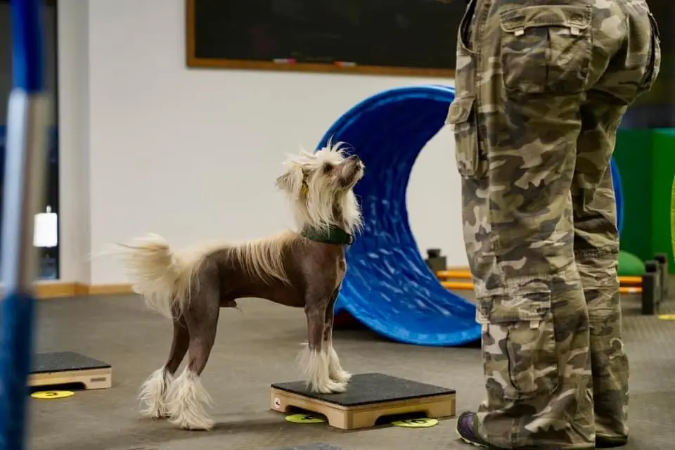 FitnessLoops Podest