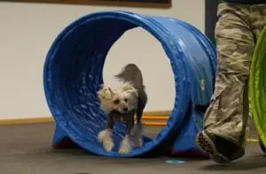 FitnessLoops Tunnel